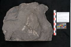 Foto (Objekt + Etikett) von Plantae indet.  (NHMW-GEO-2024-0188-11493)